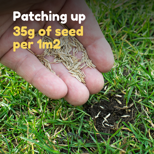 Fast Growing Grass Seed