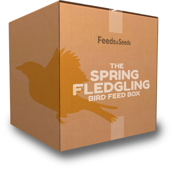 Spring Fledgling Bird Feed Box
